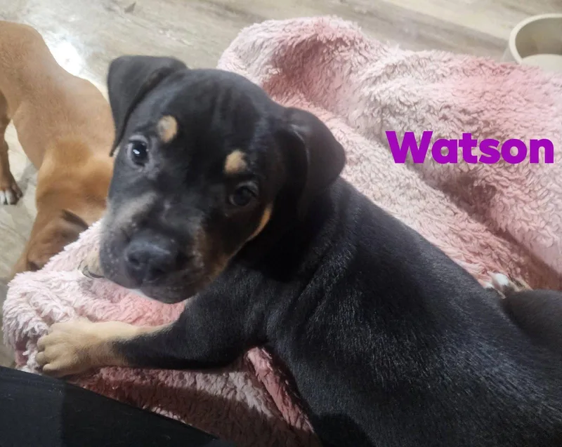 Watson thumbnail 3