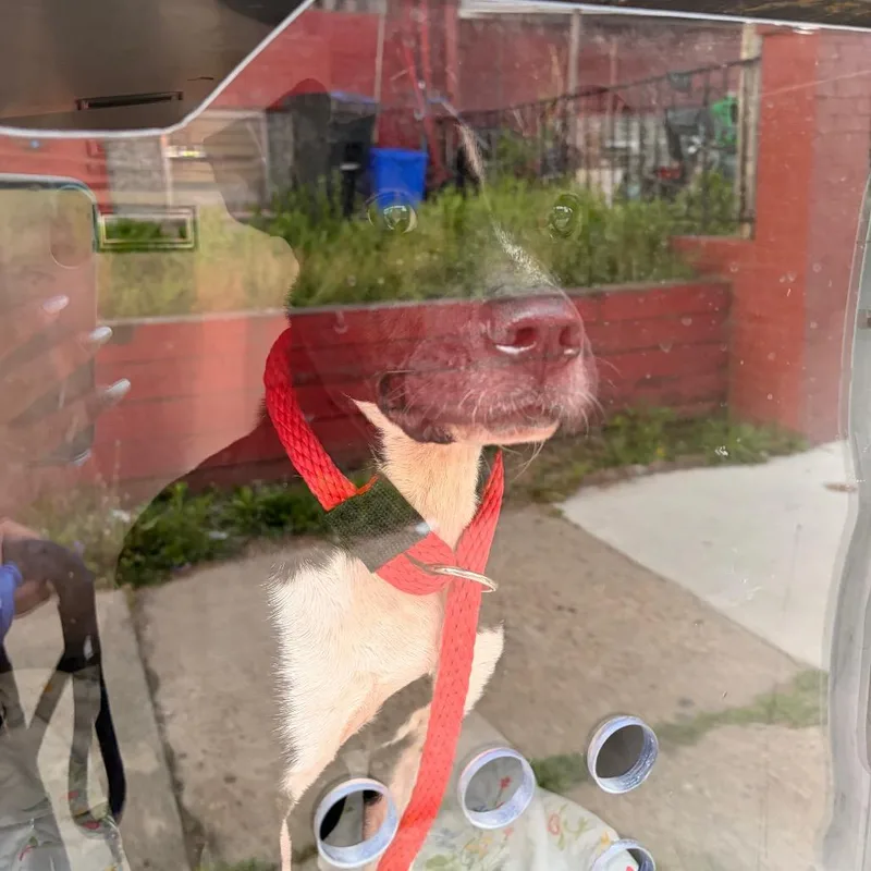 An adult medium-sized female Black Mixed Breed dog named Estell for adoption in Philadelphia, PA