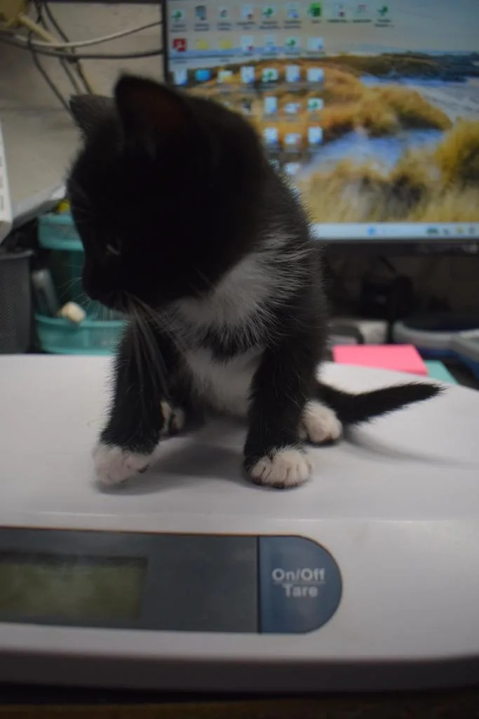 A baby small-sized female Domestic Short Hair cat named Bitty for adoption in Pahrump, NV