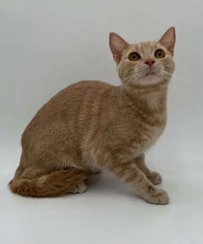 A young small-sized female Domestic Short Hair cat named Sassy for adoption in Bowling Green, KY