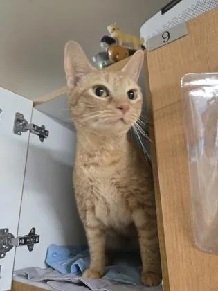 An adult medium-sized female Domestic Short Hair cat named Princess Sophia for adoption in Savannah, GA
