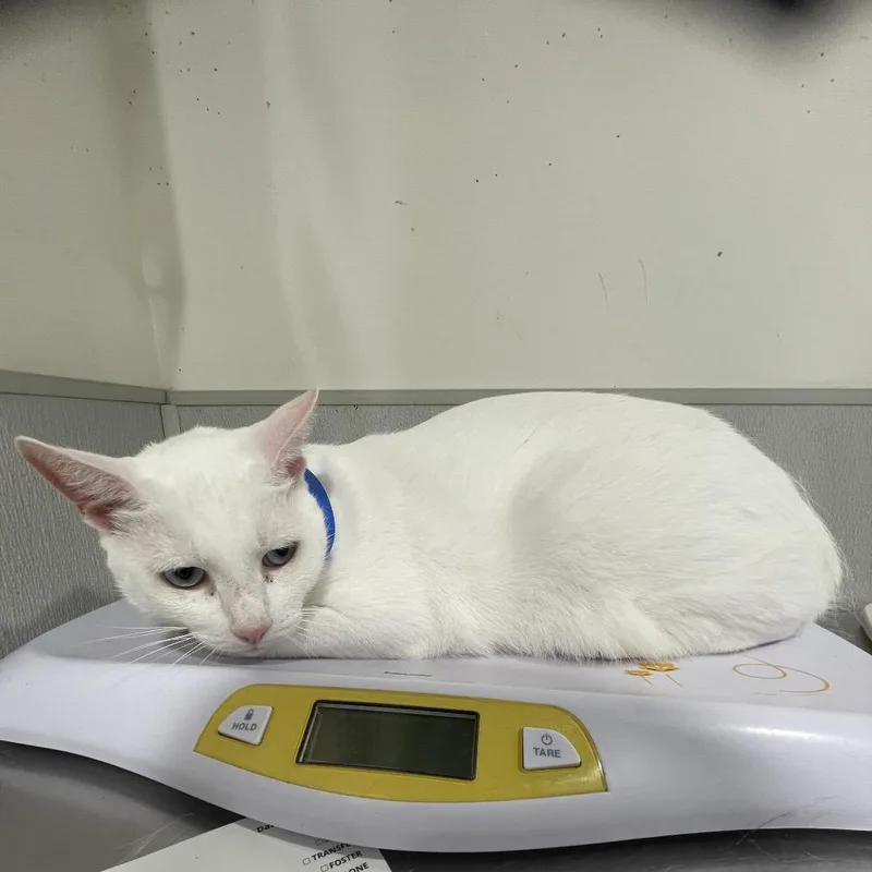 A senior large-sized male White Domestic Short Hair cat named Hope for adoption in Clearwater, FL