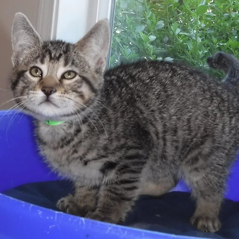 A baby medium-sized male Tabby (Gray / Blue / Silver) Tabby cat named Nash Handsome Little for adoption in Hoquiam, WA