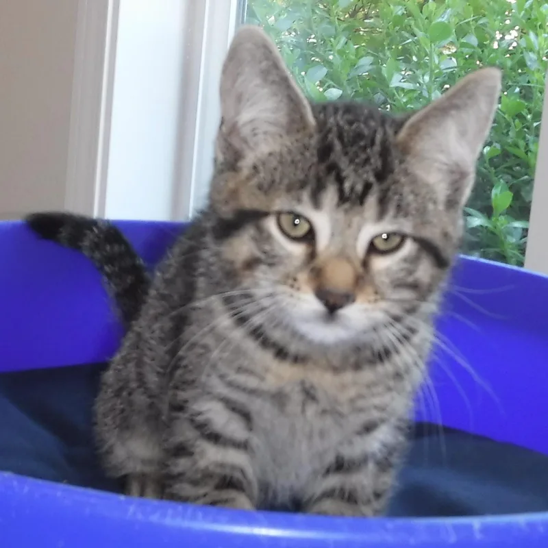 Nash  Handsome Little thumbnail 2