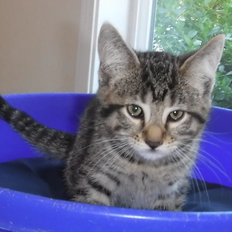 Nash  Handsome Little thumbnail 5