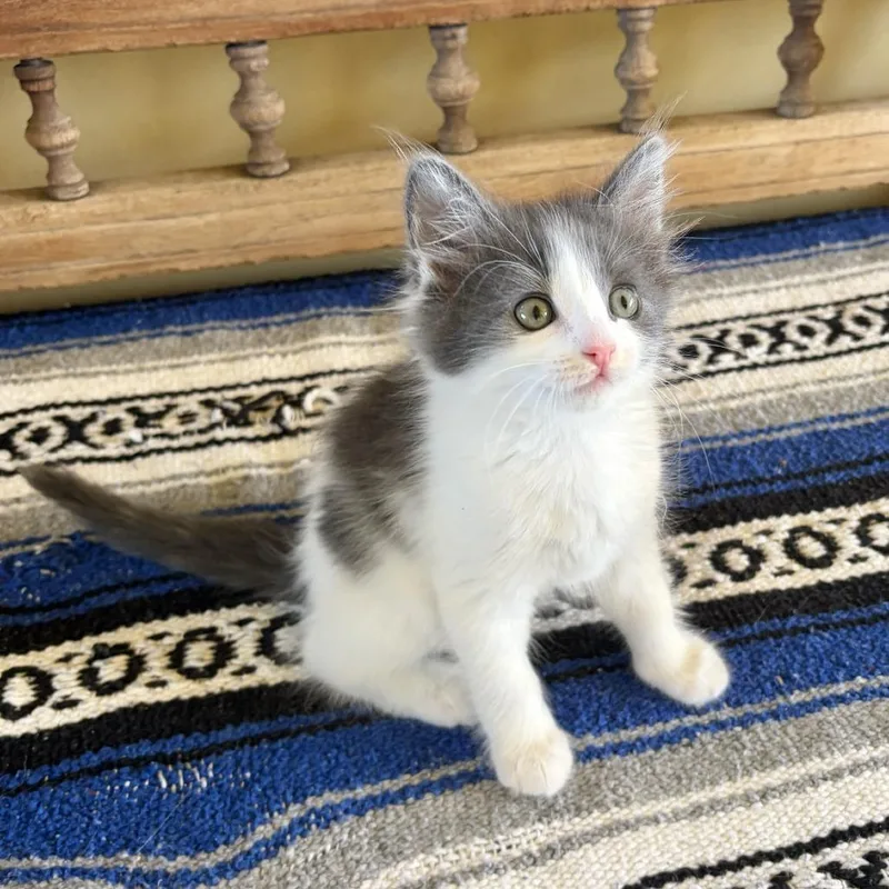 A baby small-sized female White Domestic Short Hair cat named Lucia for adoption in Agoura Hills, CA
