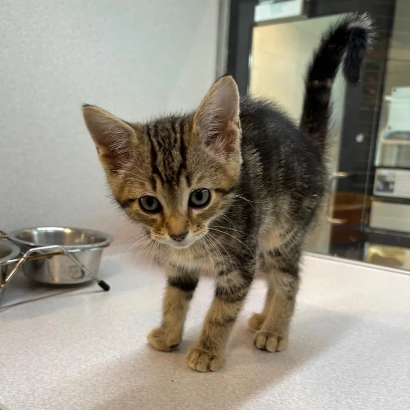 A baby small-sized male Brown / Chocolate Domestic Short Hair cat named Lieutenant for adoption in Hailey, ID