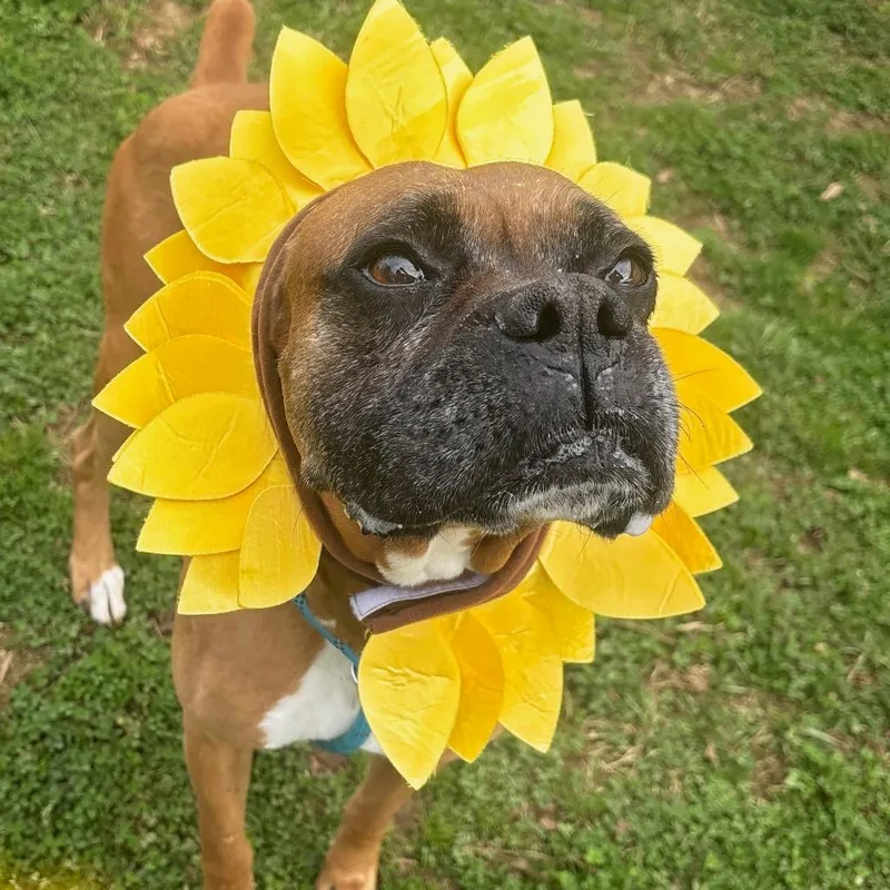 An adult large-sized male Brown / Chocolate Mixed Breed dog named Mike Tyson for adoption in Chattanooga, TN
