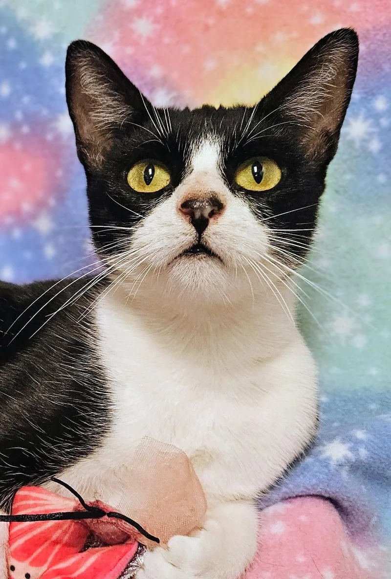 Miss Muffet  Rancho thumbnail 2