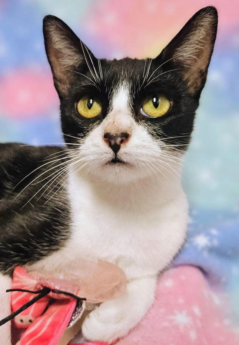 Miss Muffet  Rancho thumbnail 3