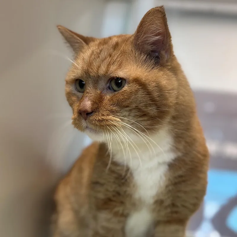 An adult medium-sized male Orange / Red Domestic Short Hair cat named Butters for adoption in Matteson, IL