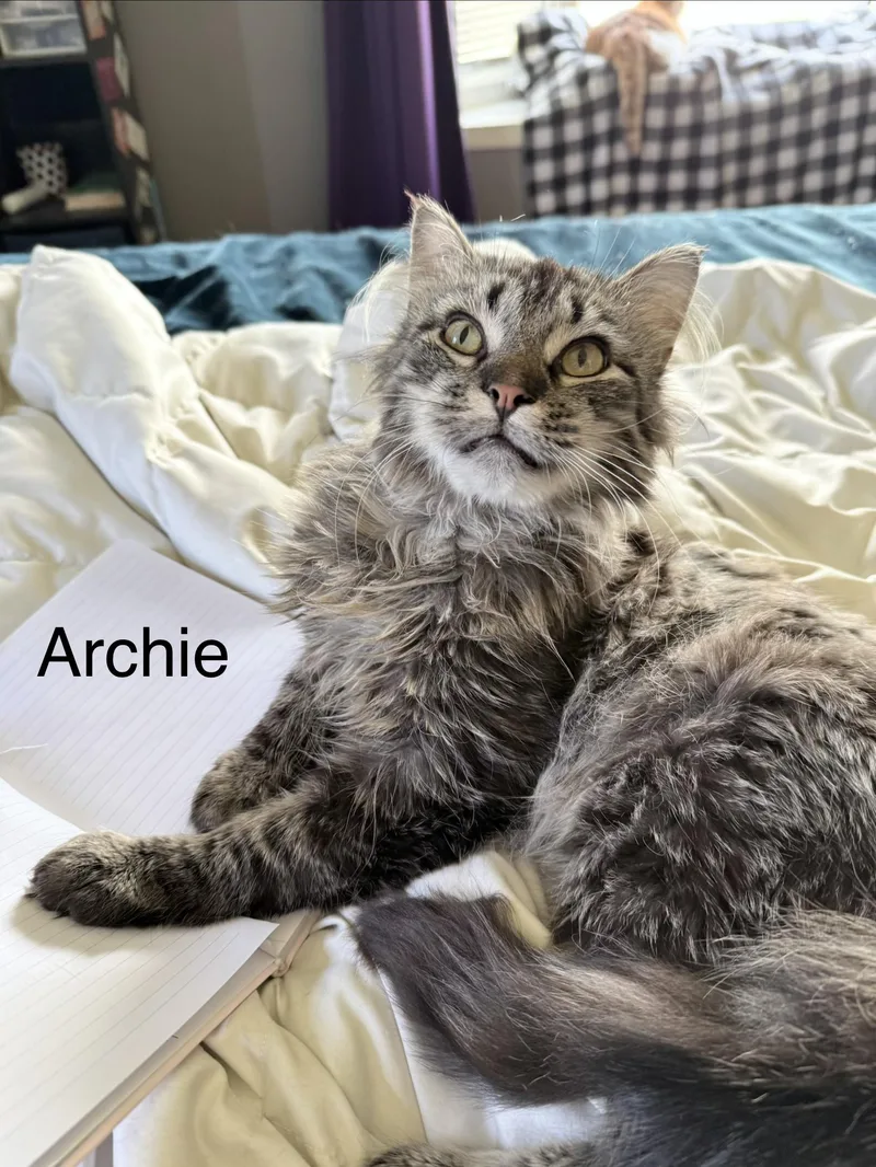 A young medium-sized male Domestic Long Hair cat named Archie for adoption in Menasha, WI