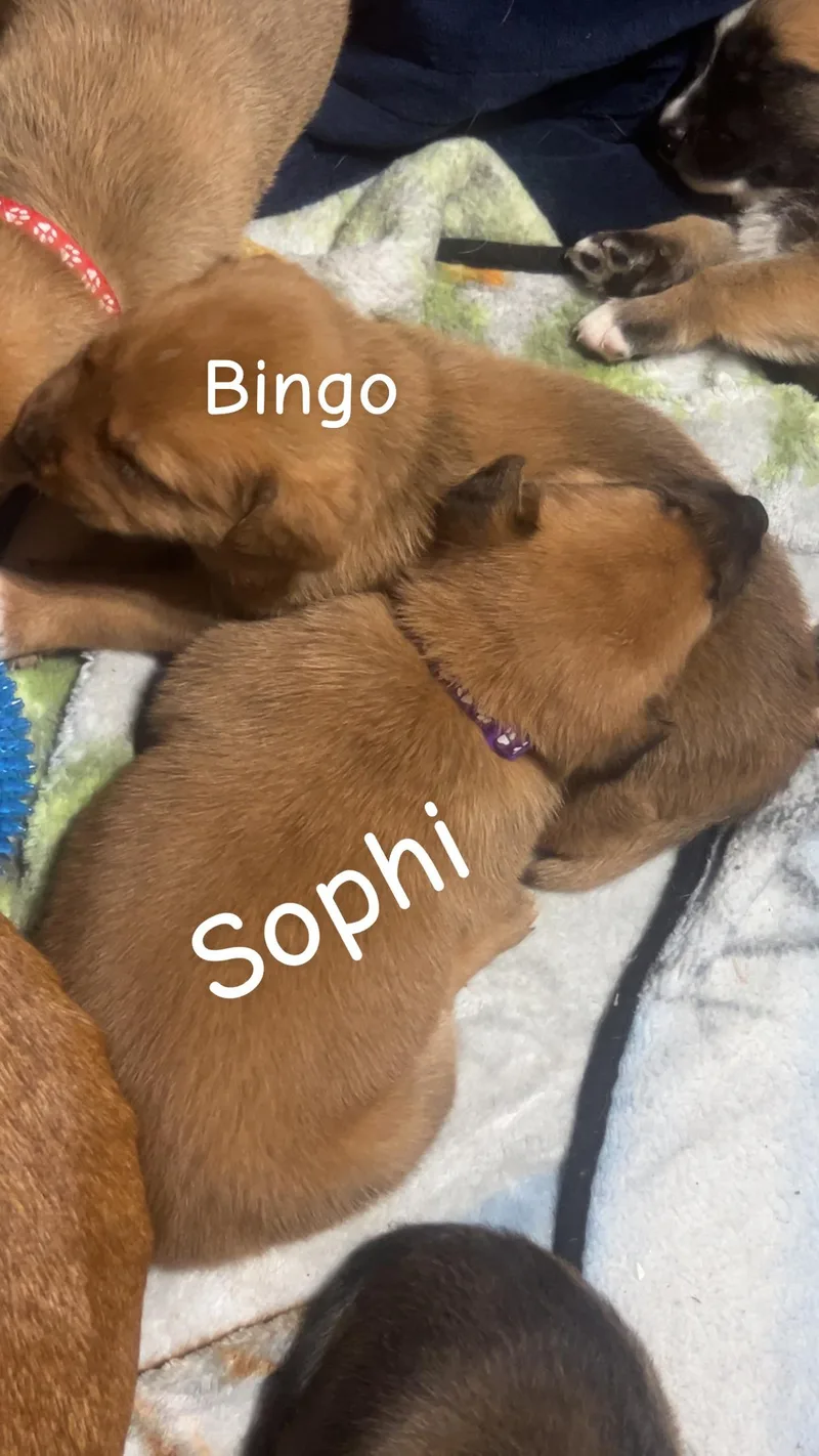 Bingo thumbnail 2