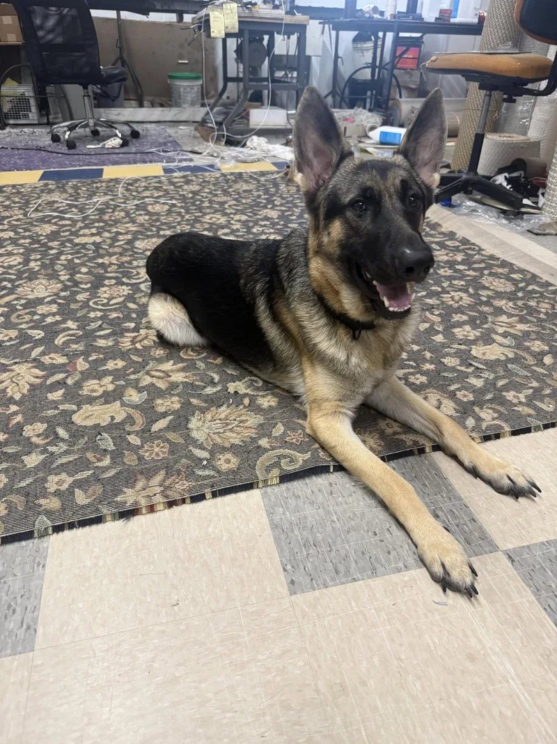 A young medium-sized male German Shepherd Dog dog named Jack for adoption in Centreville, VA
