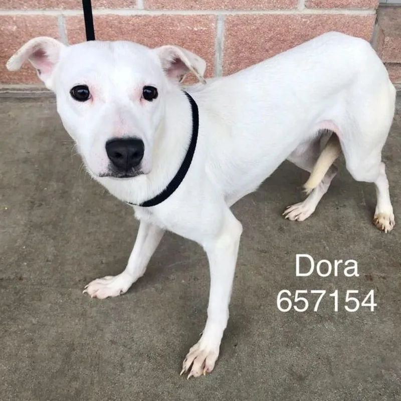 Dora thumbnail 3