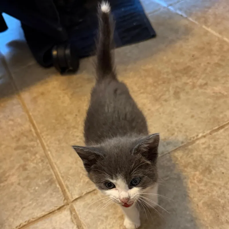 A baby small-sized female Gray / Blue / Silver Domestic Short Hair cat named Jewlz for adoption in Las Vegas, NV