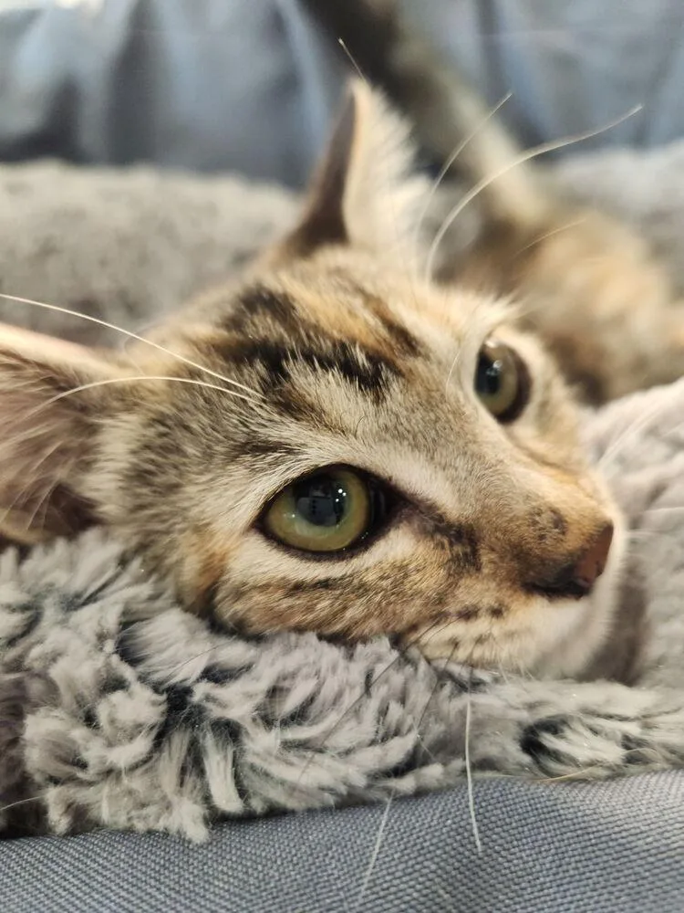A baby small-sized female Domestic Short Hair cat named Luanne Platter for adoption in Dallas, TX