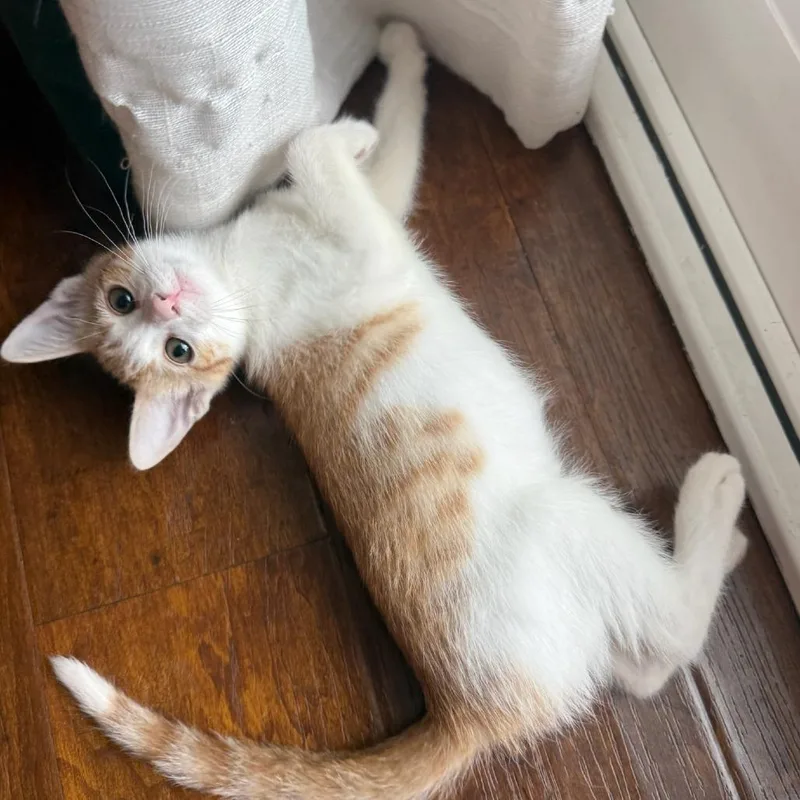 A baby small-sized male Orange / Red Domestic Short Hair cat named Stendarr for adoption in Los Angeles, CA