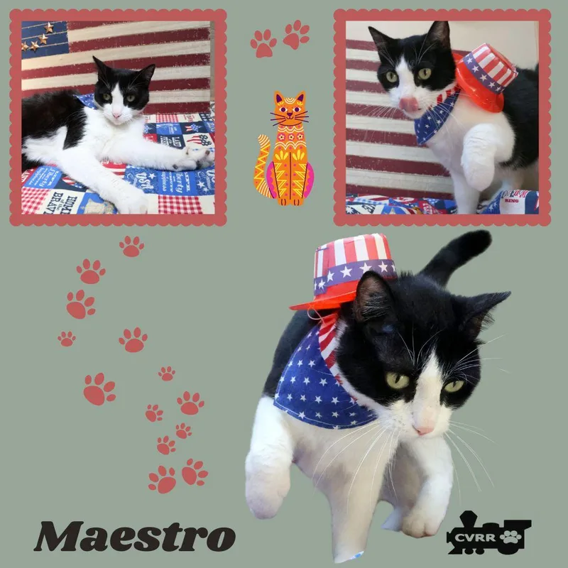 Maestro