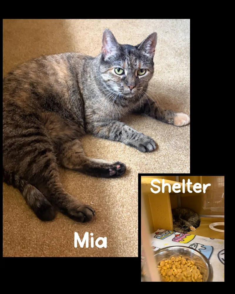 A senior medium-sized female Gray / Blue / Silver Domestic Short Hair cat named Mia for adoption in Fort Worth, TX