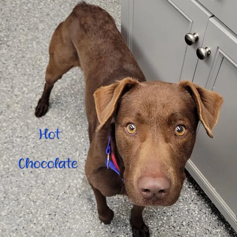 Hot Chocolate thumbnail 2