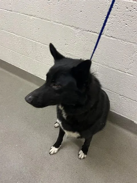 An adult large-sized male German Shepherd Dog dog named Hunter for adoption in Miami, FL