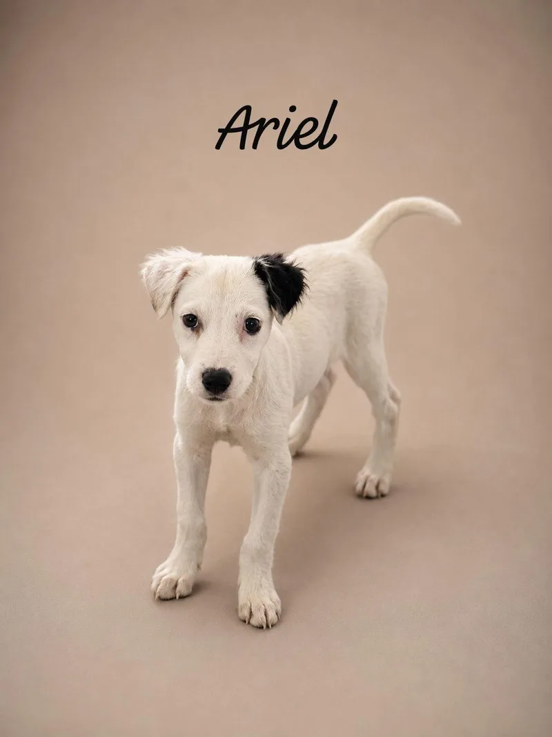 A baby medium-sized female Yellow / Tan / Blond / Fawn Labrador Retriever dog named Ariel for adoption in New York, NY