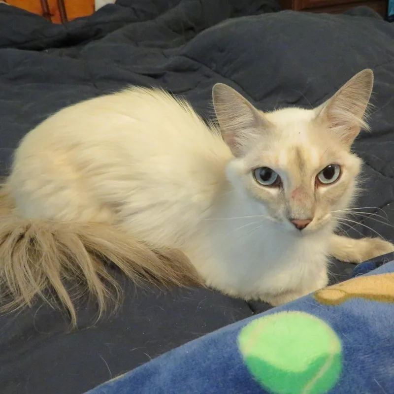 A young medium-sized female Siamese cat named Mayo for adoption in Minneapolis, MN