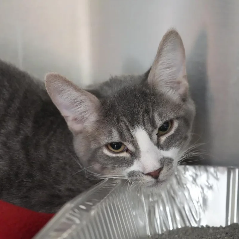 A young medium-sized male Gray / Blue / Silver Domestic Short Hair cat named Fred for adoption in Coachella, CA