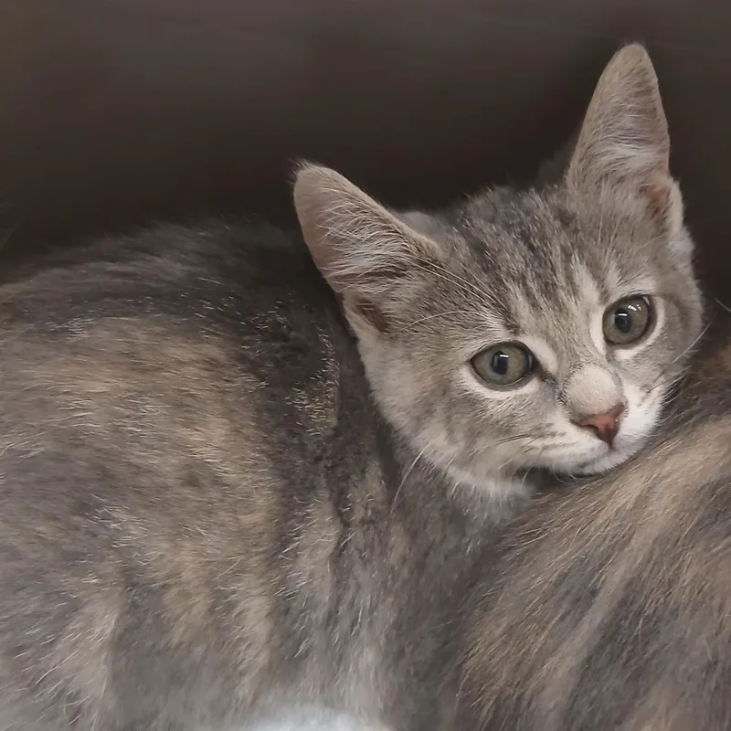 A baby small-sized female Tortoiseshell Domestic Short Hair cat named Toph for adoption in Chattanooga, TN