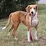 An adult large-sized female Foxhound dog named Carly for adoption in Stuarts Draft, VA