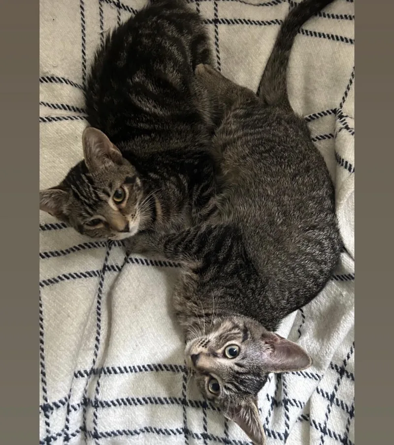 A baby small-sized female Tabby (Brown / Chocolate) Domestic Short Hair cat named Lillian for adoption in Alexandria, VA