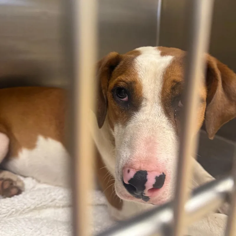 A young medium-sized female White / Cream Mixed Breed dog named Chichi for adoption in Winston-Salem, NC