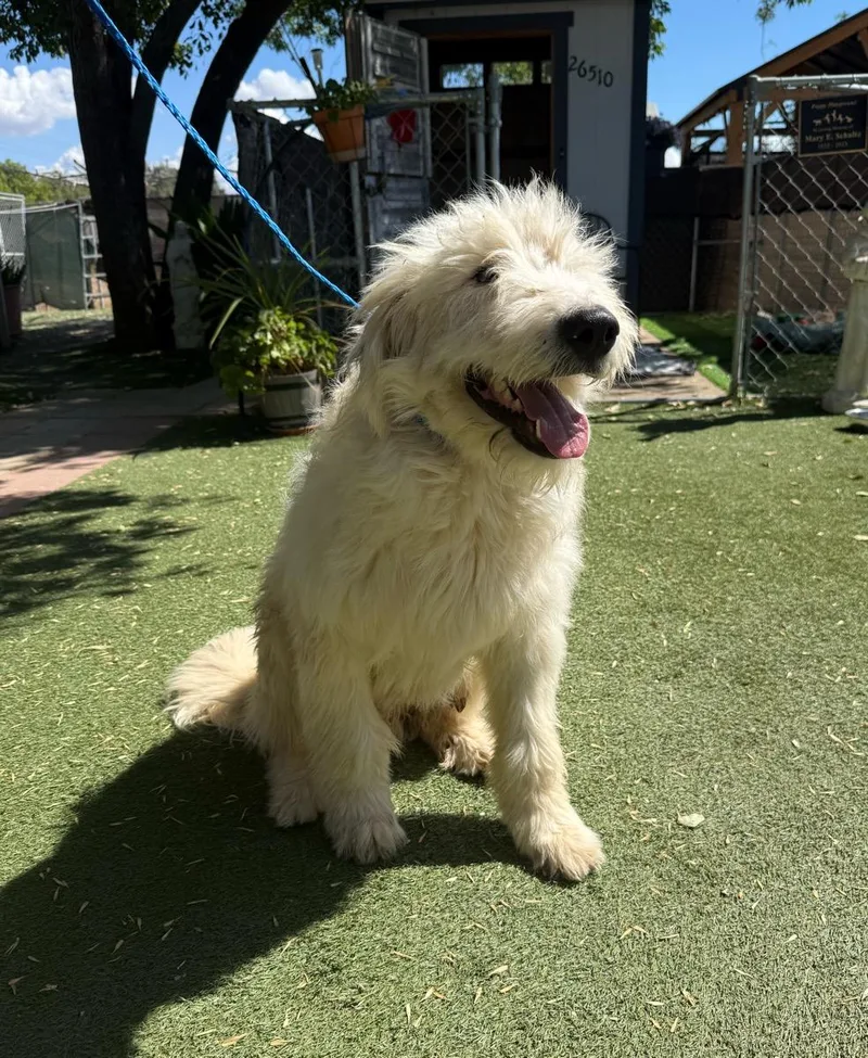 A young large-sized male White / Cream Old English Sheepdog dog named Gus for adoption in Temecula, CA