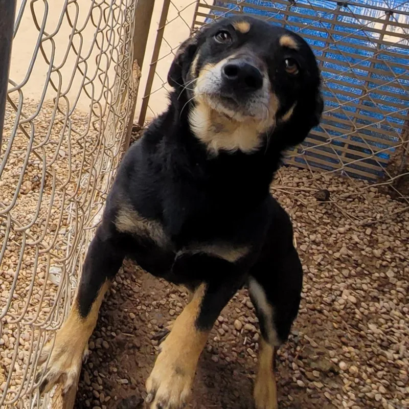 A baby small-sized male Black Mixed Breed dog named Louie for adoption in Duncan, OK