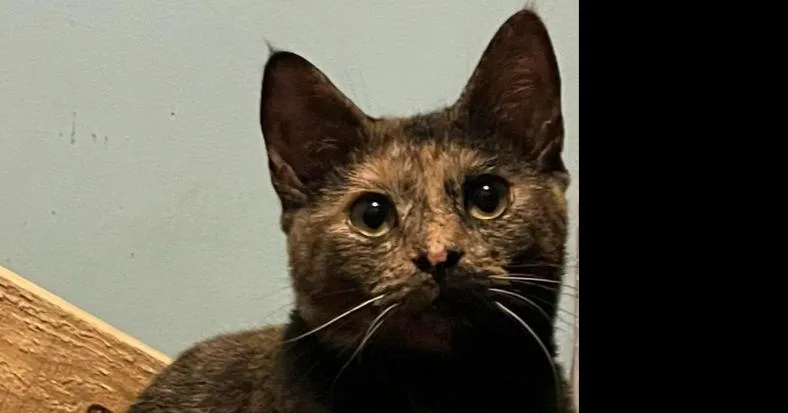 A baby medium-sized female Domestic Short Hair cat named Ava for adoption in Greene, NY