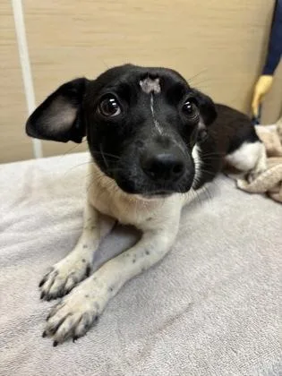 A young small-sized male Chihuahua dog named Jupiter for adoption in Honolulu, HI