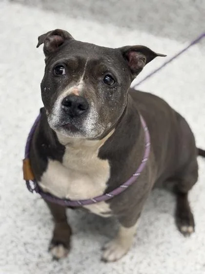 A senior medium-sized female Pit Bull Terrier dog named Zen for adoption in Atlanta, GA