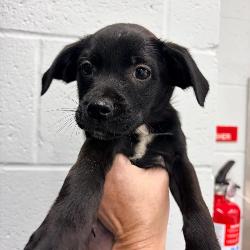 A baby small-sized male Feist dog named Finn for adoption in Fairfax, VA