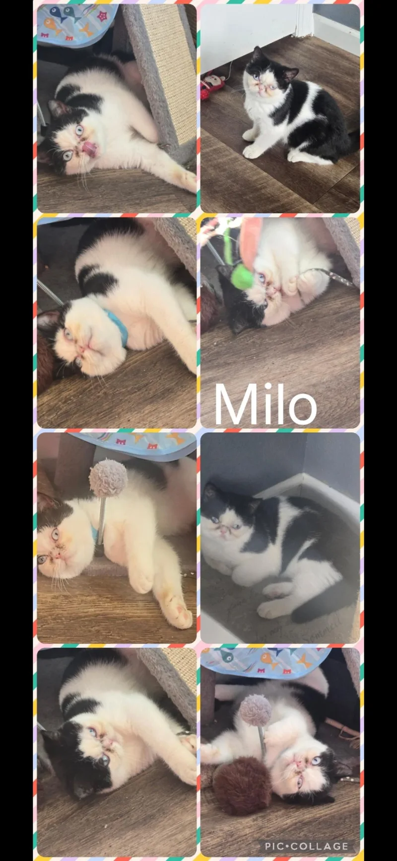 A baby small-sized male British Shorthair cat named Milo for adoption in Newberg, OR