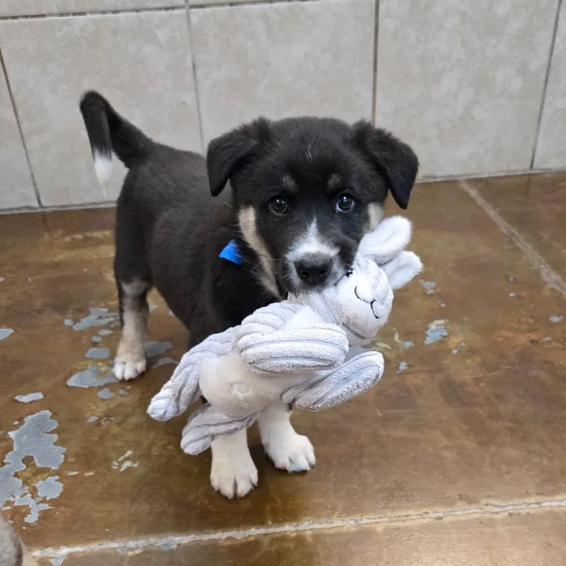 Mr. Clean thumbnail 2