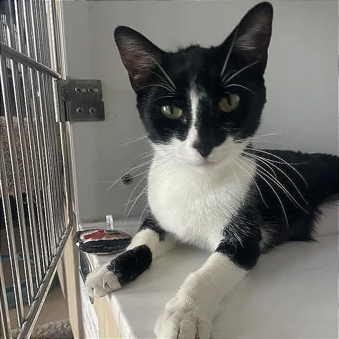 A young small-sized female Black Domestic Short Hair cat named Dixie for adoption in Prescott, AZ