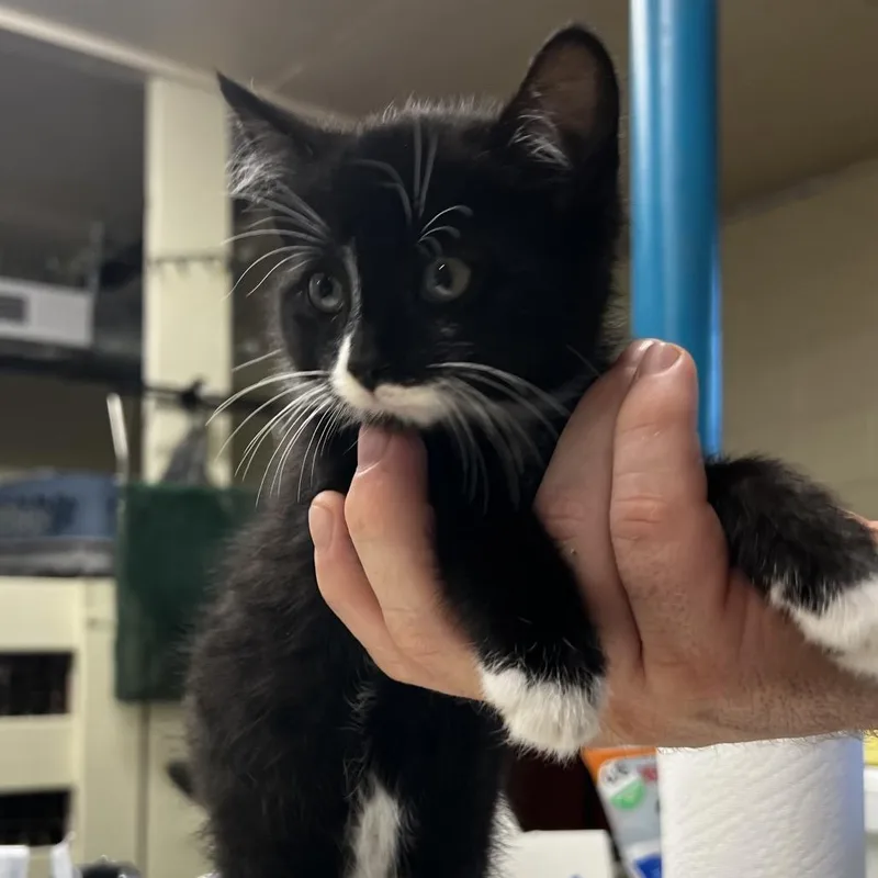A baby small-sized female Black Domestic Short Hair cat named Aioli for adoption in Harrisville, WV