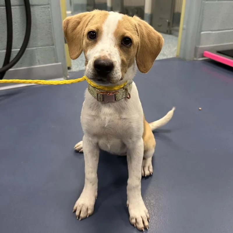 A baby small-sized female White / Cream Beagle dog named Medusa for adoption in Greensboro, NC