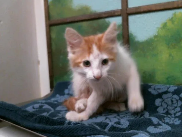 A baby small-sized male Domestic Medium Hair cat named Jasper for adoption in Houston, TX