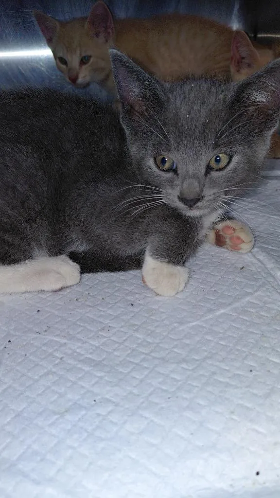 A baby medium-sized male Domestic Short Hair cat named Thorn for adoption in Cincinnati, OH
