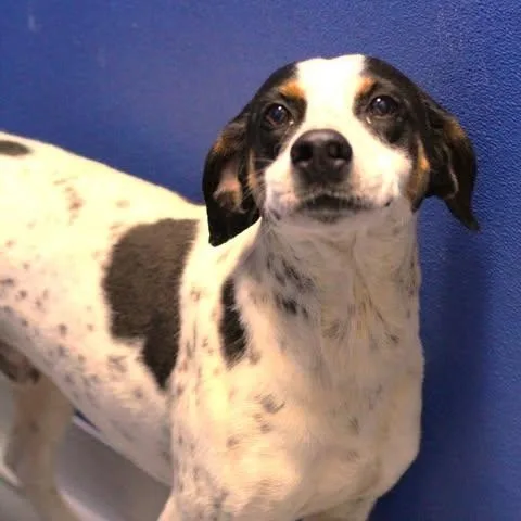 An adult medium-sized male Tricolor (Brown, Black, & White) Hound dog named Timon for adoption in Fredericksburg, VA