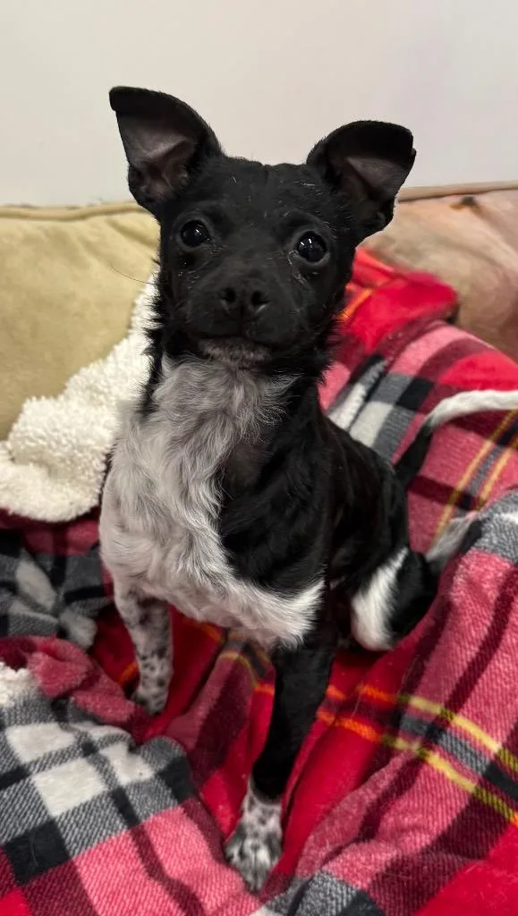 A baby small-sized female Mixed Breed dog named Scoots for adoption in Thousand Oaks, CA