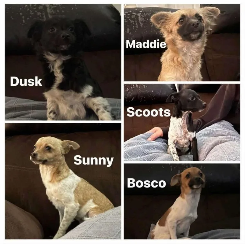 Scoots thumbnail 2