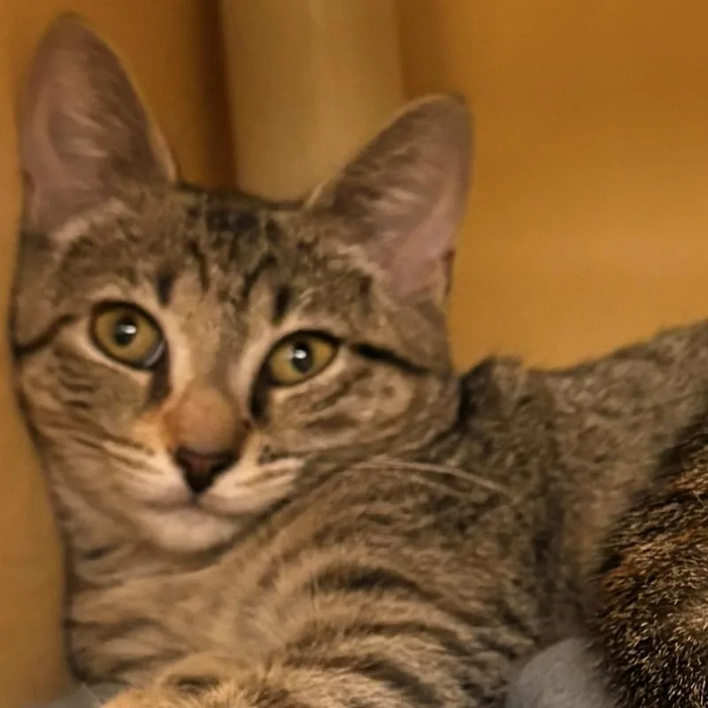 A baby small-sized female Domestic Short Hair cat named Tinkerbell for adoption in East Hanover, NJ